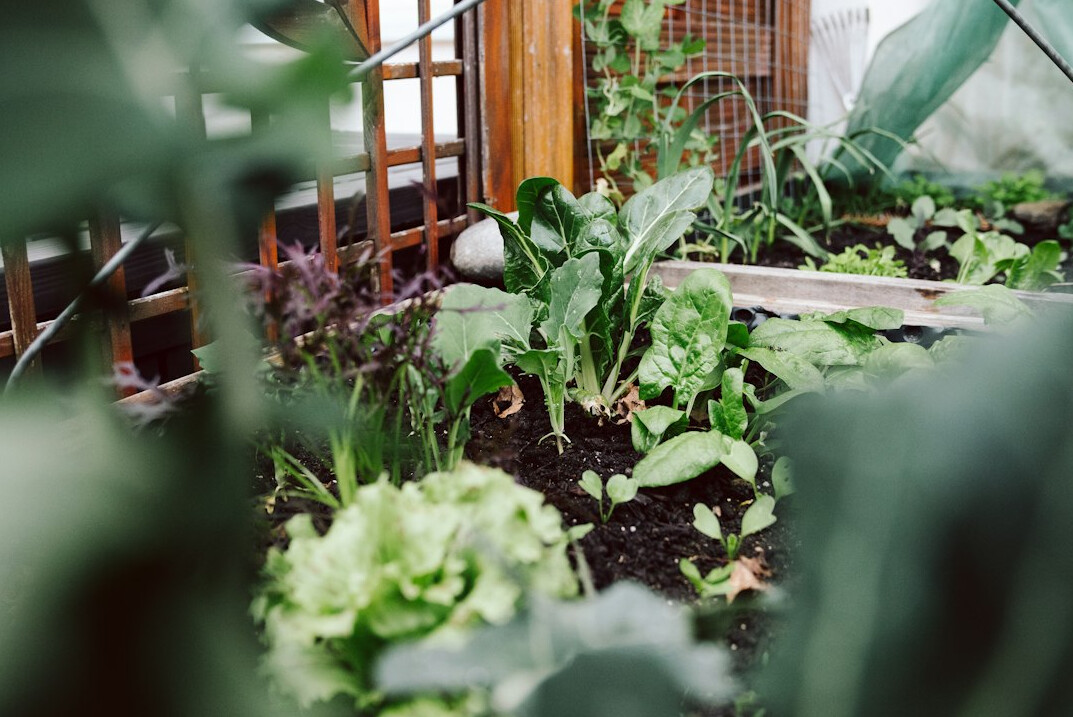 organic gardening with herbs